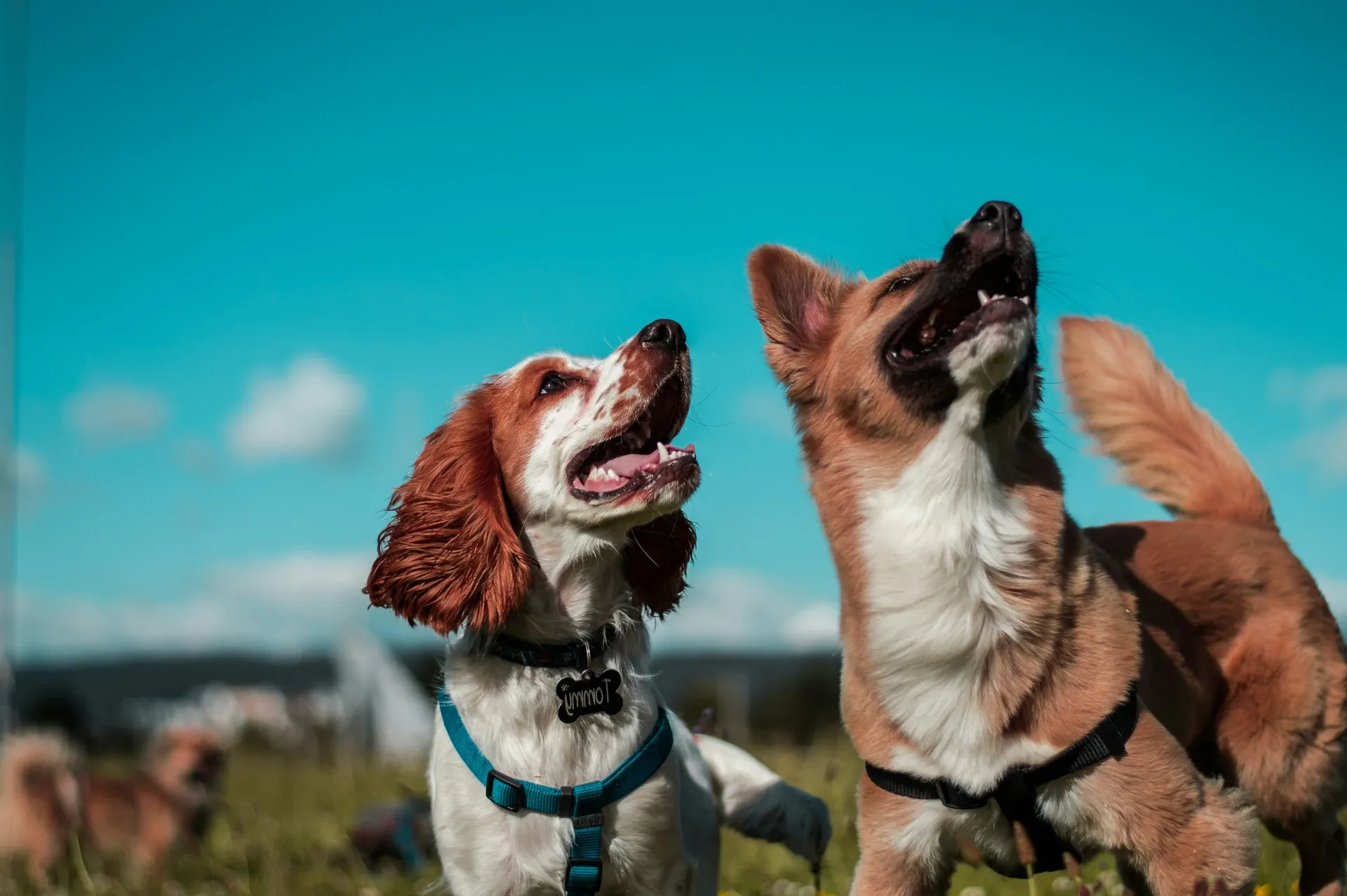 Hungarian-made Top Pet Food premium kibble — dog enjoying mealtime